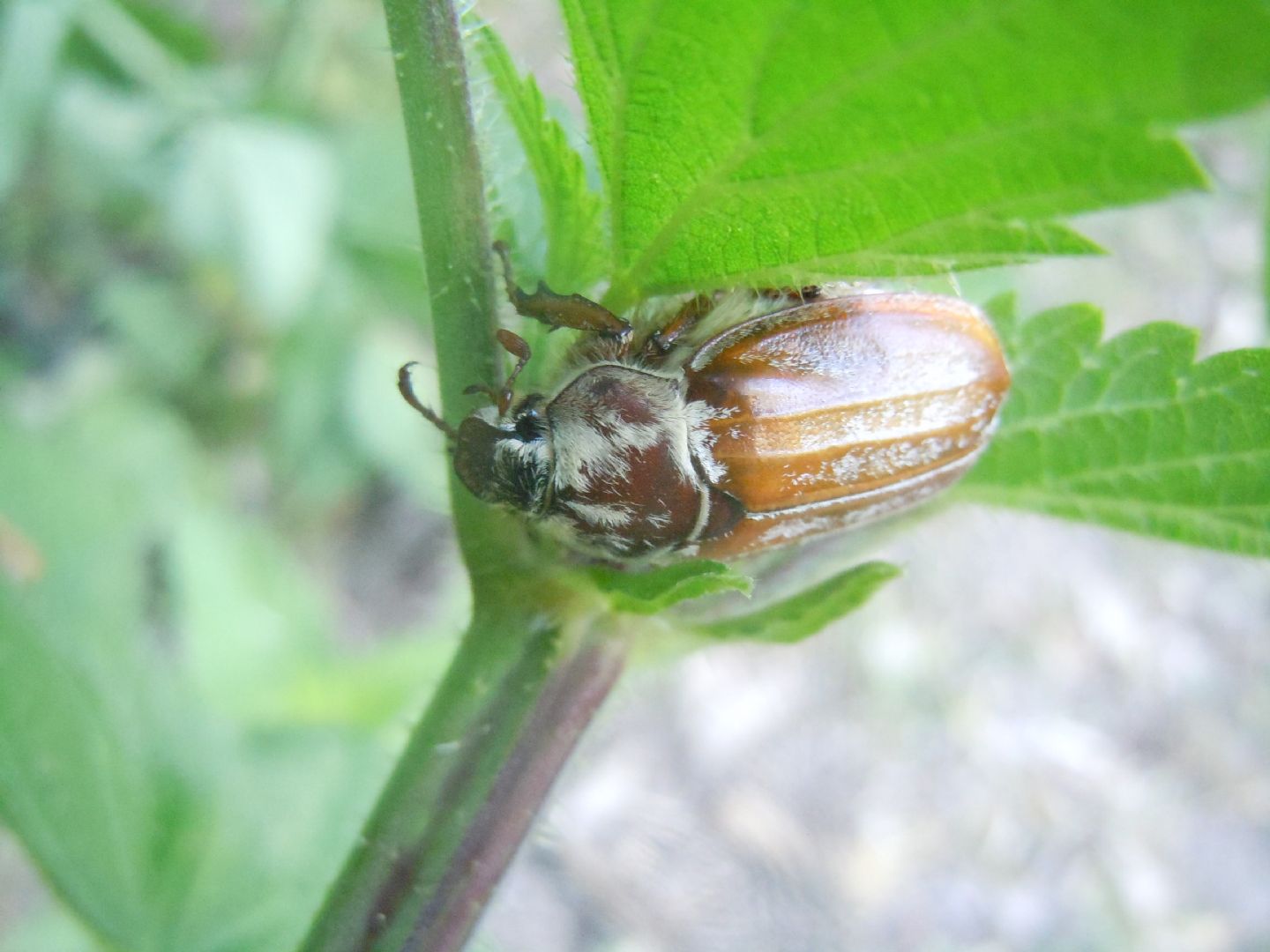 Melolonthidae: Melolontha pectoralis, femmina